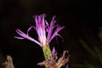 Narrowleaf ironweed 